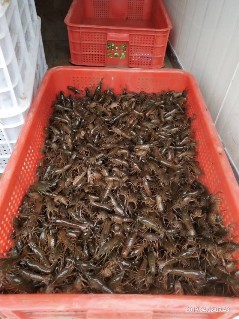 最新虾苗市场价格,最新虾苗市场价格