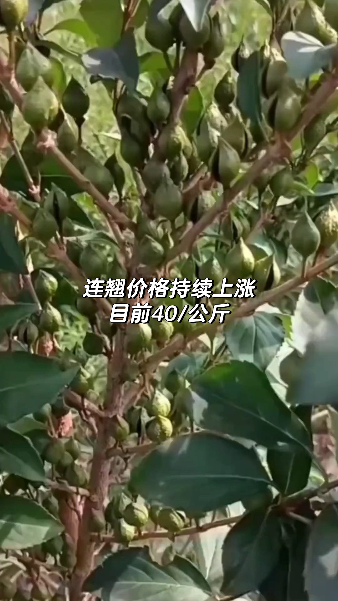 连翘最新收购价格,历史背景、重要事件与地位的全面解析