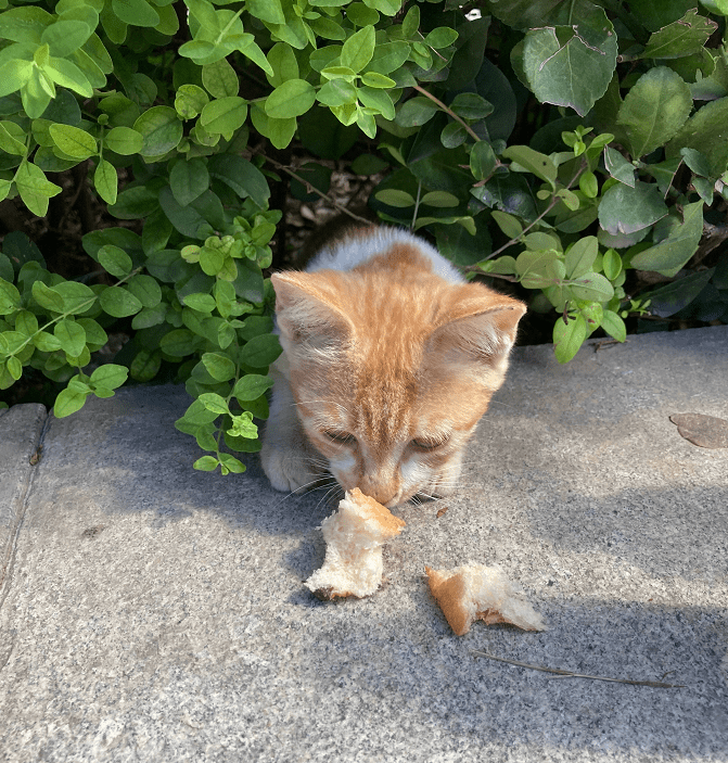 猫咪社区最新动态，小巷中的猫星人之家