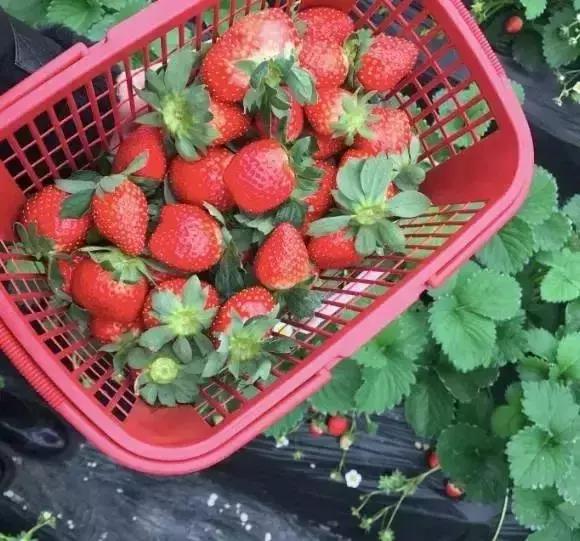成都双流区最新地图获取及应用指南