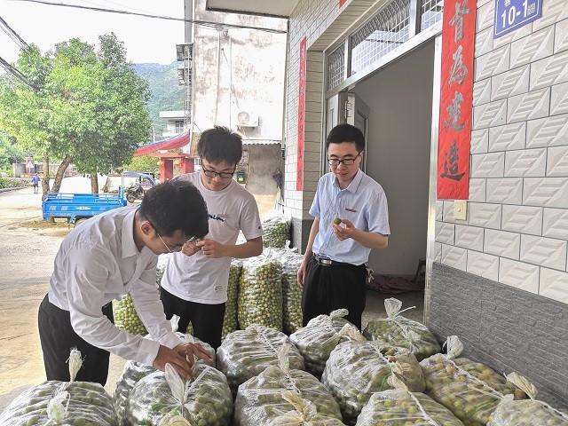 广东青梅收购最新动态，巷弄深藏的青梅瑰宝揭秘