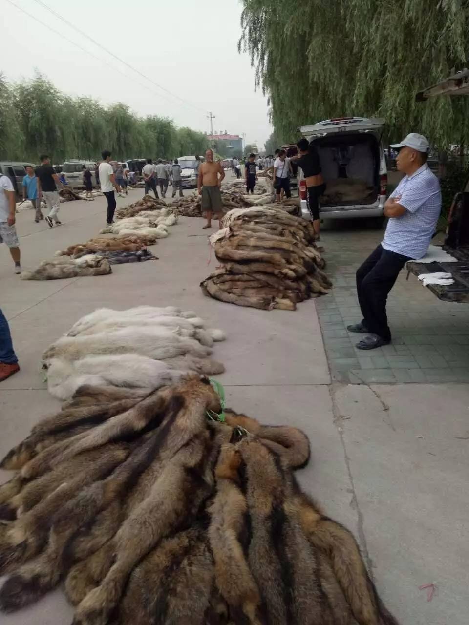 荒佃庄貉子皮最新价格，购买指南与行情解析