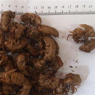 虫退行情，绿色之旅中的内心平静探寻