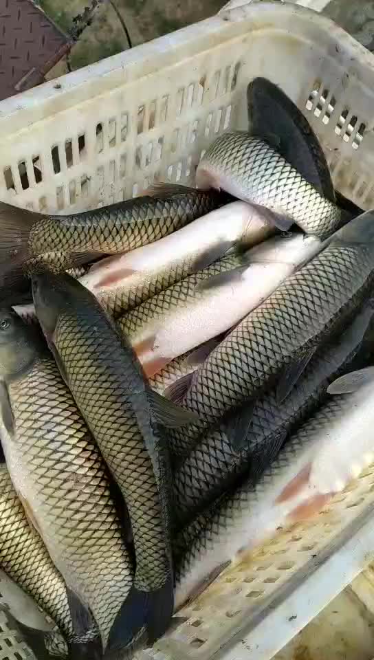 草鱼行情走势深度论述与预测分析