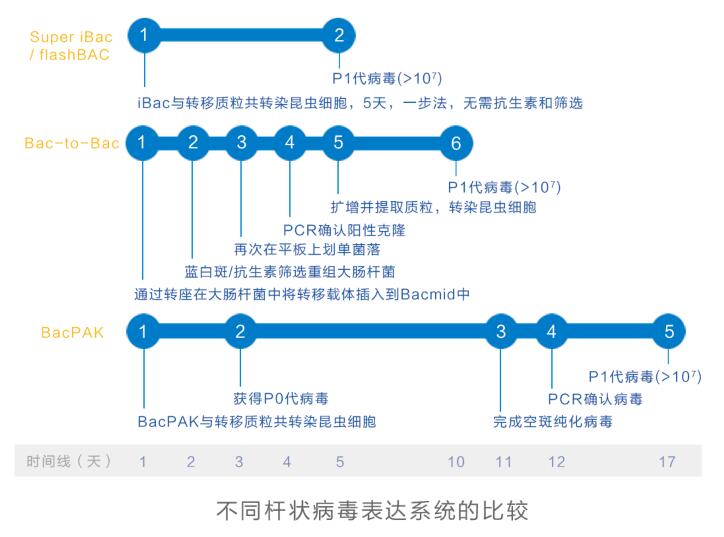 最新杆状病毒研究进展,最新杆状病毒研究进展论述