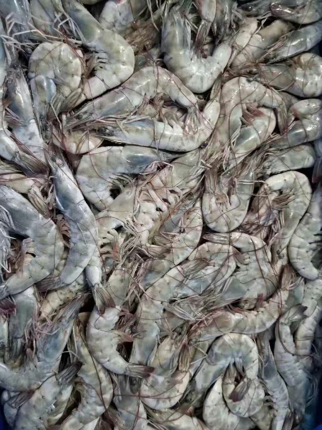南美白对虾批发价格详解，市场走势与选购指南