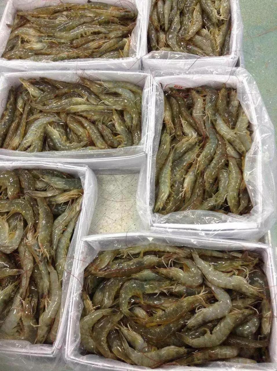 南美白对虾批发价格详解，市场走势与选购指南