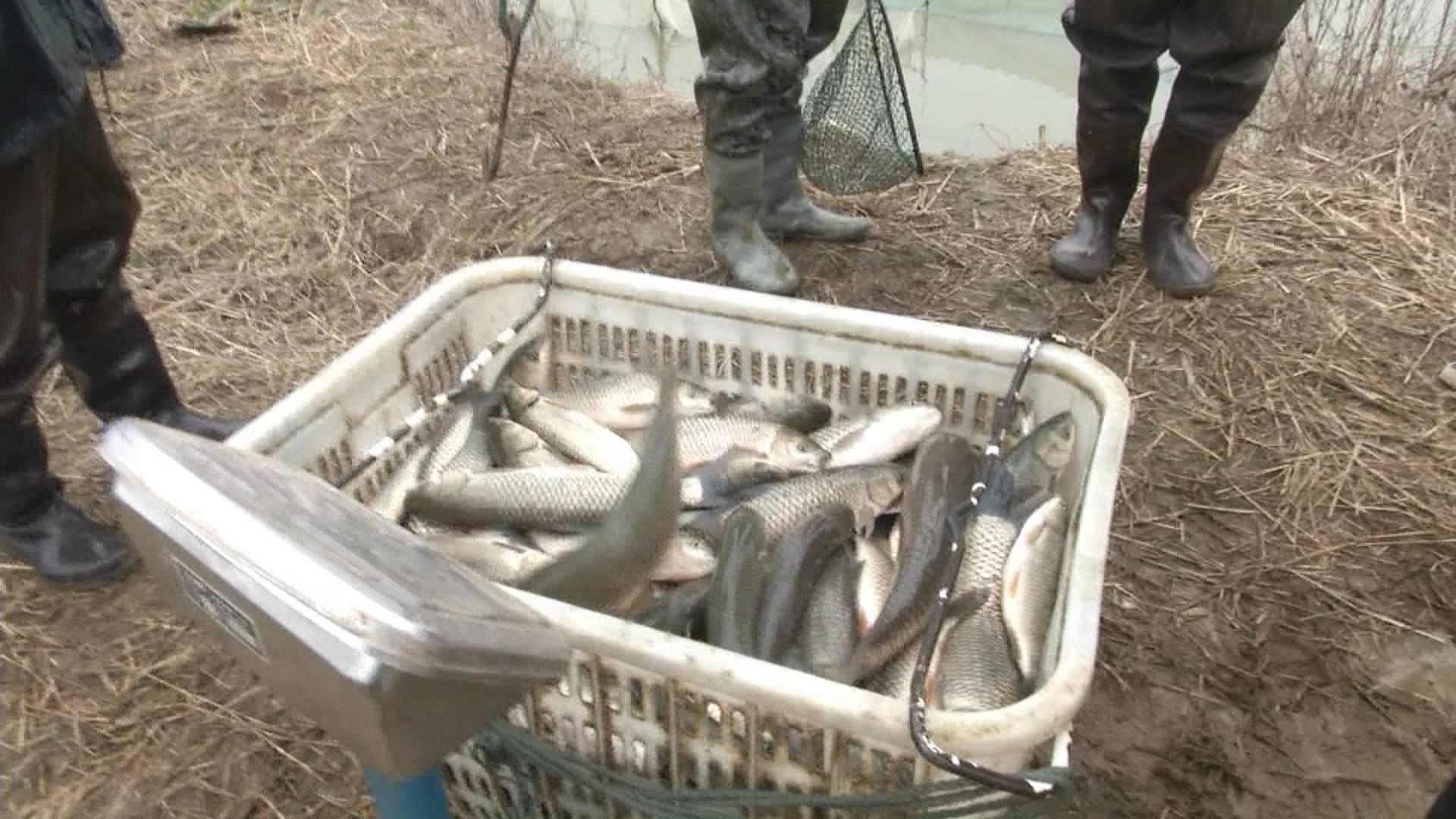 青鱼行情解析，捕捉市场机遇的指南