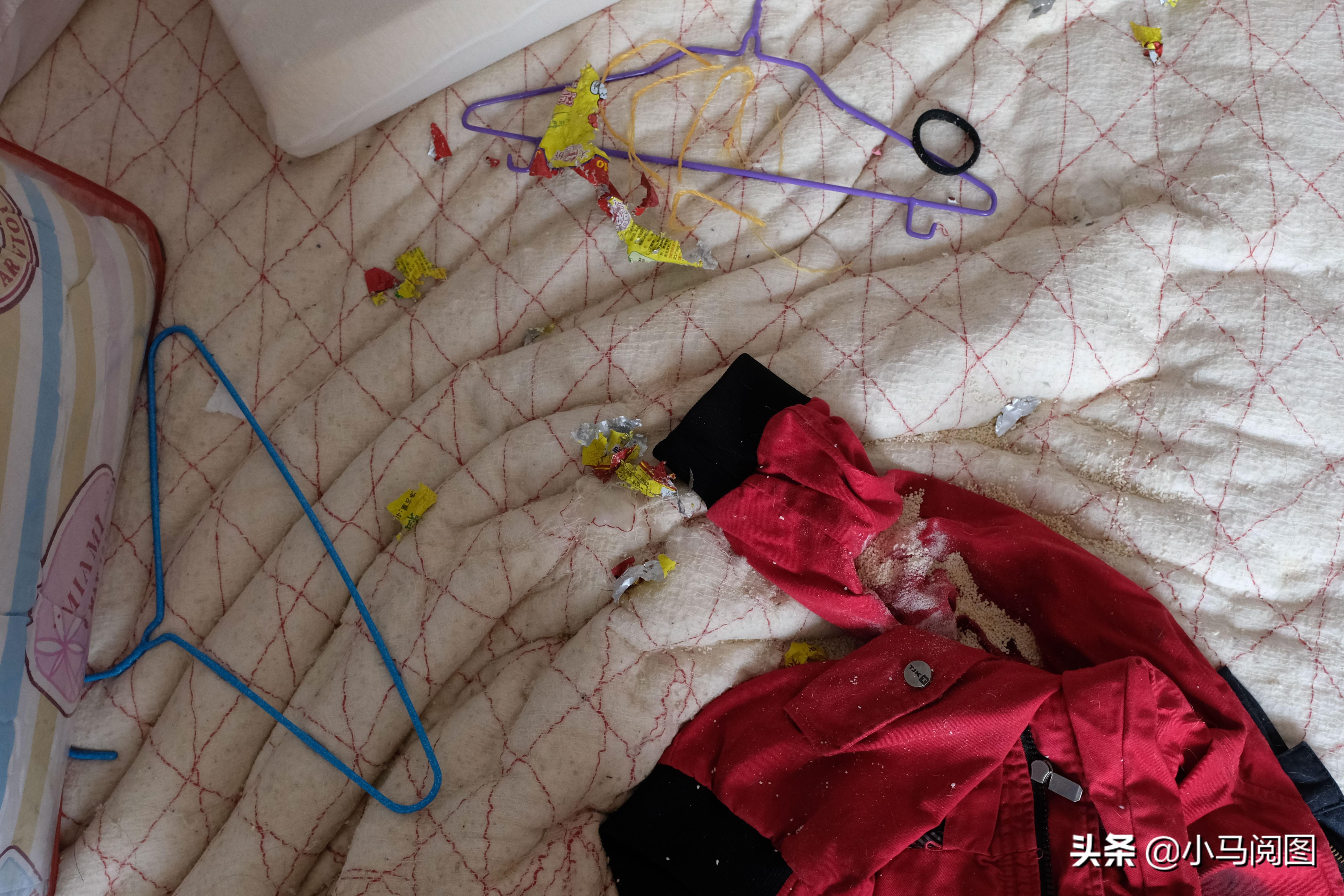 狼与兄弟连载热议，最新章节观点碰撞与热议