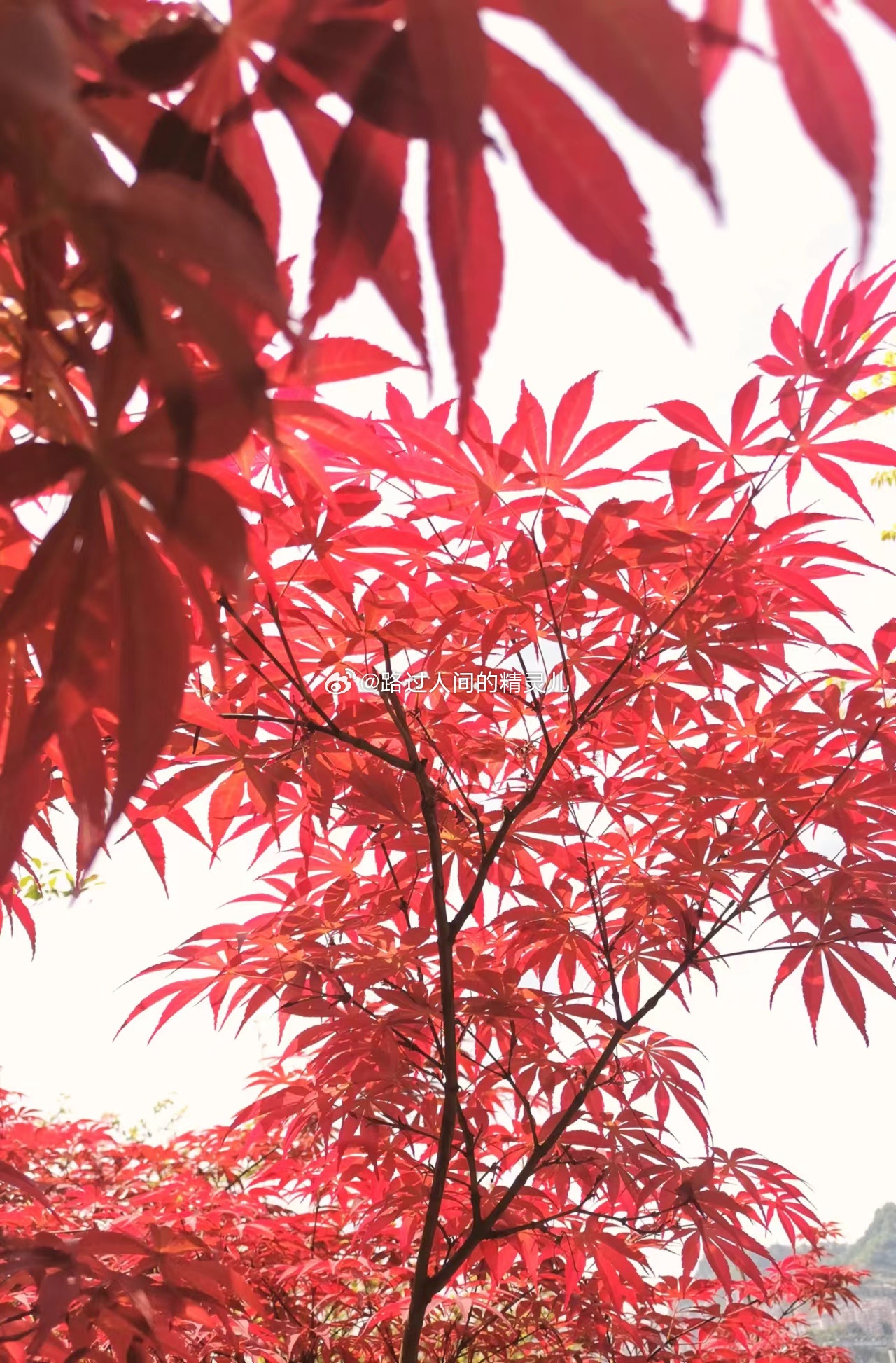 幽梦红妆新篇，现代美妆梦幻之旅的探索