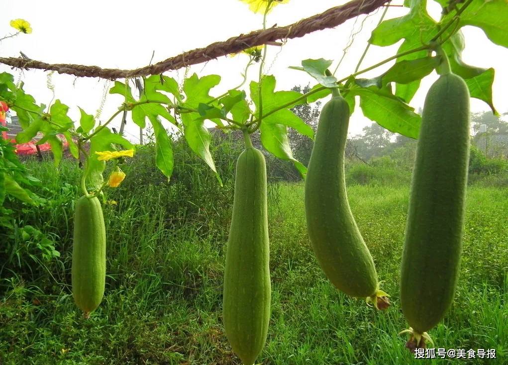 丝瓜新动态，观点阐述与趋势分析