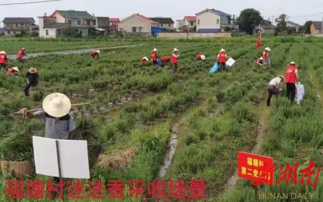共双茶垸最新资讯，获取与了解最新信息的途径解析