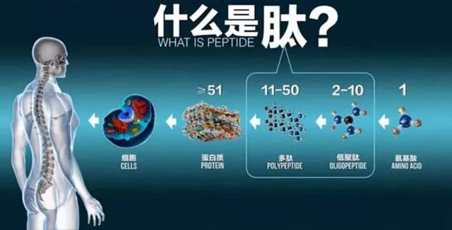 肽的价格，历史背景与现代地位探析
