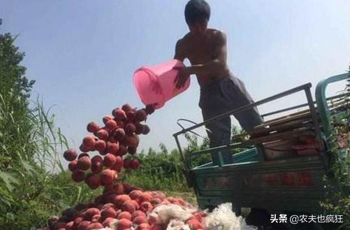 大蒜价格最新行情及分析报道