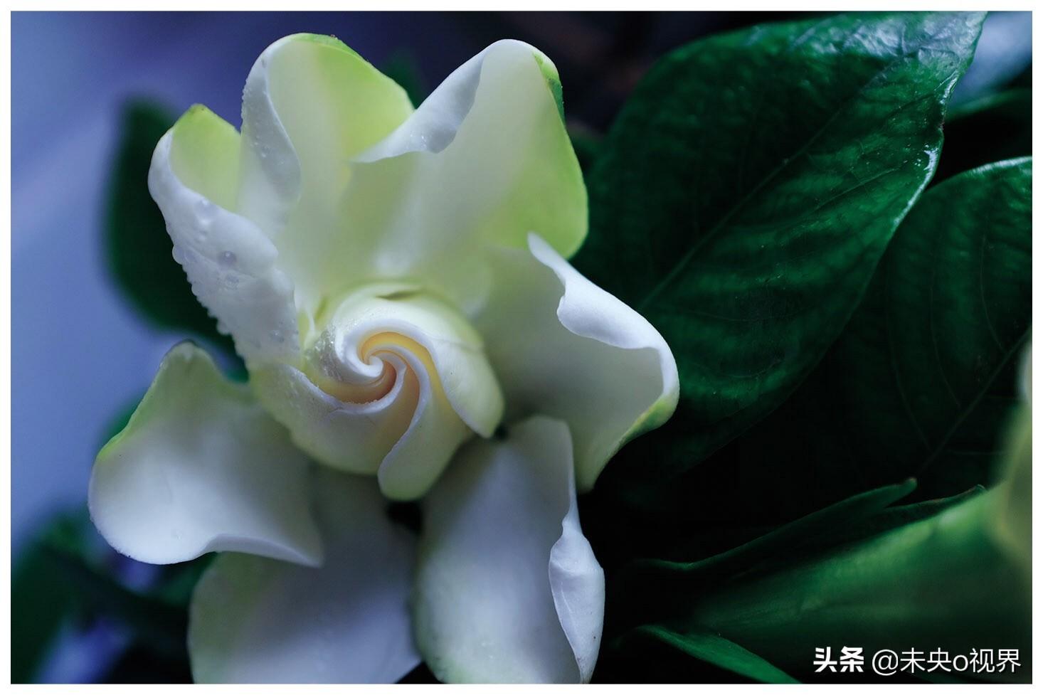 初夏的甜蜜约定，免费观看电视剧全集