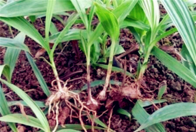 白芨价格行情及深度分析