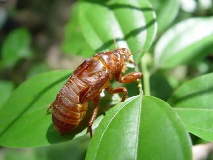 蝉蜕最新价格，蜕变中的价值与无限可能