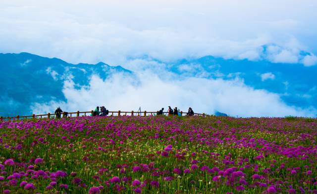 韭菜坪资讯，攀登知识高峰的奇妙旅程，自信与成就感的汇聚地