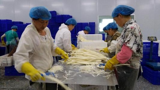 西施山药最新行情概览，市场走势、前景展望与行情分析