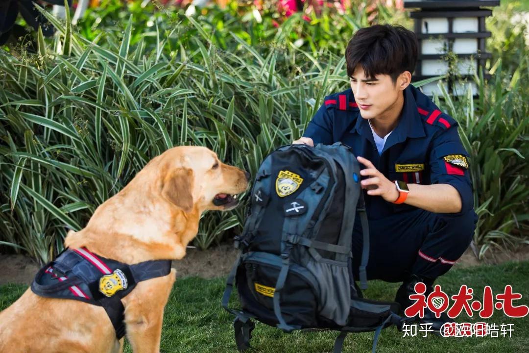神犬小七演员表,神犬小七演员表，深度解析角色与演员的魅力