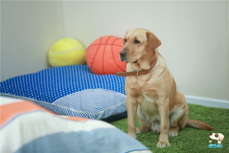 神犬小七演员表,神犬小七演员表，深度解析角色与演员的魅力
