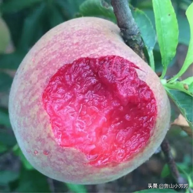 红肉血桃上市季节，一场与季节的赛跑和自我成长的对话