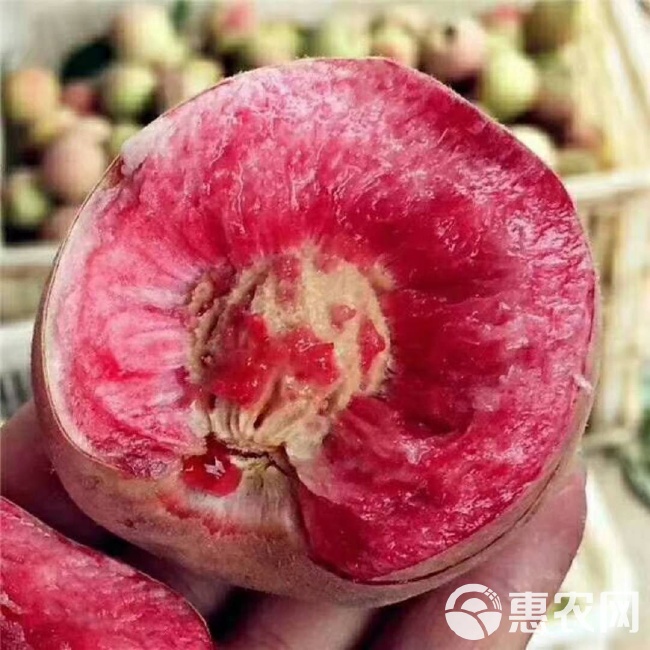 红肉血桃上市季节，一场与季节的赛跑和自我成长的对话