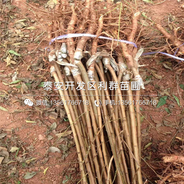 樟子松树苗采购探秘，小巷中的绿意宝藏