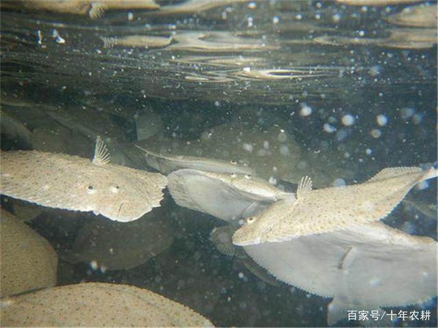 多宝鱼的跃升之路，一条鱼背后的励志故事与行情关注焦点