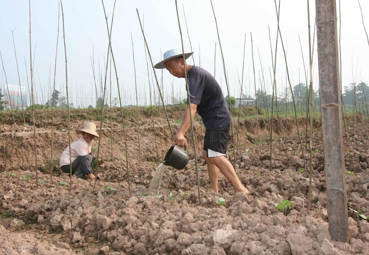 今日生姜价格行情深度解析与趋势预测