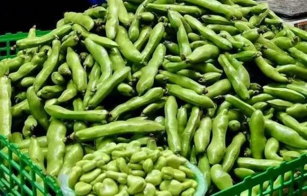 全国蚕豆价格最新行情详解及获取分析指南