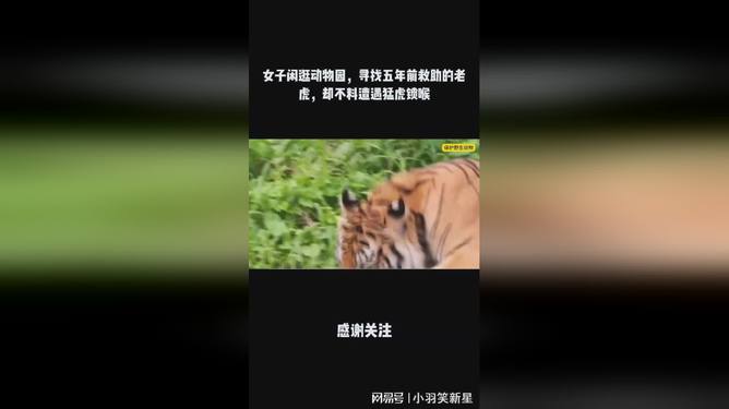 四虎官方网站之旅，心灵与自然的完美邂逅