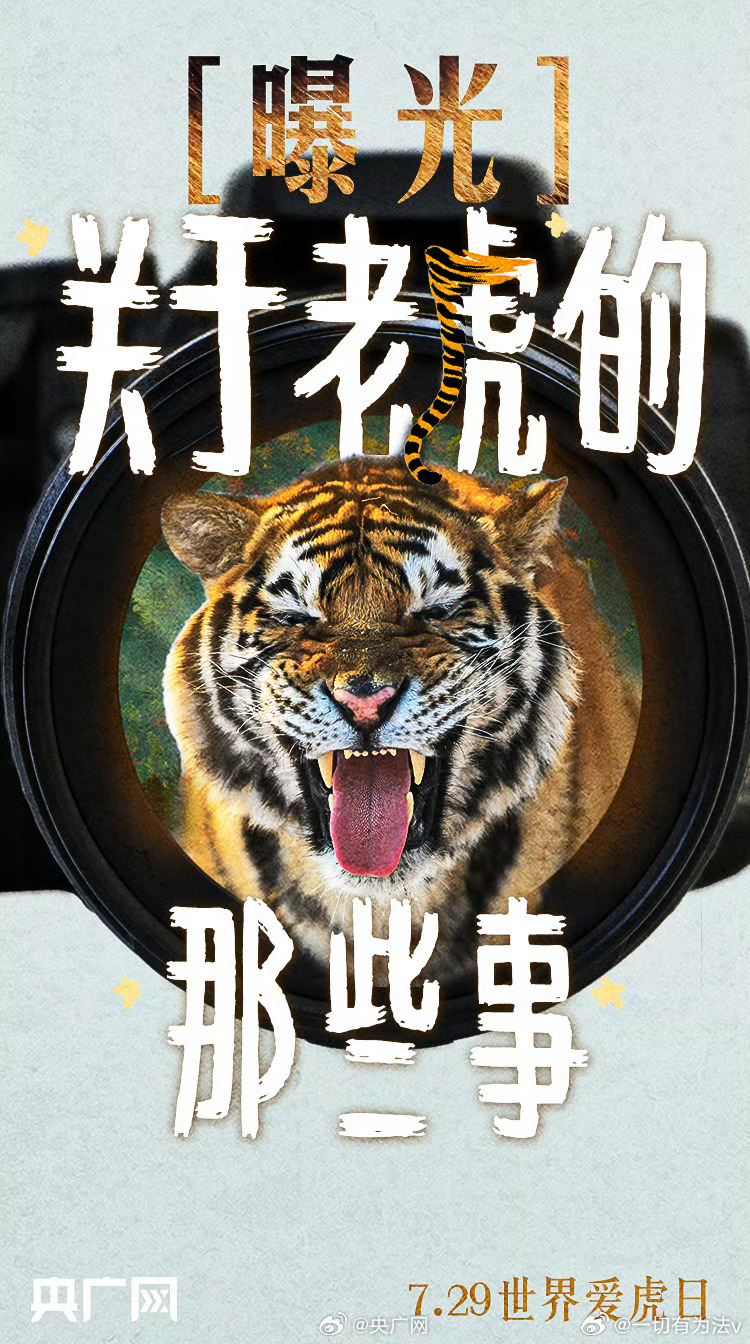 老虎师最新动态深度解析，背景、重要事件与地位揭秘