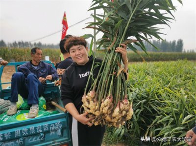 平度大姜最新市场价格行情报告