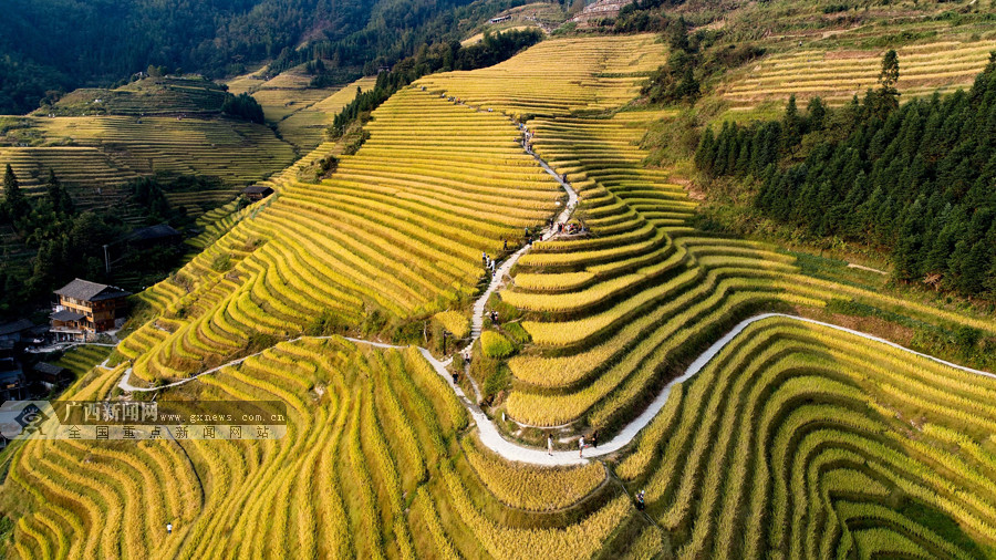 龙脊梯田最新美景图揭秘，小巷秘境与独特小店探访之旅