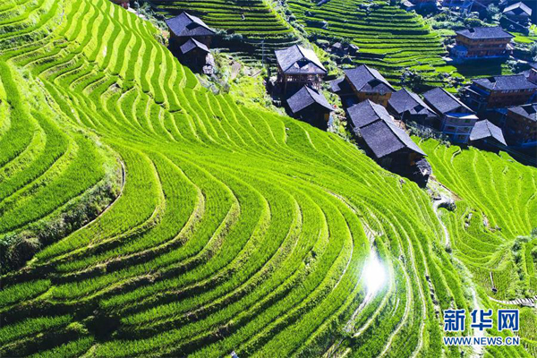 龙脊梯田最新美景图揭秘，小巷秘境与独特小店探访之旅