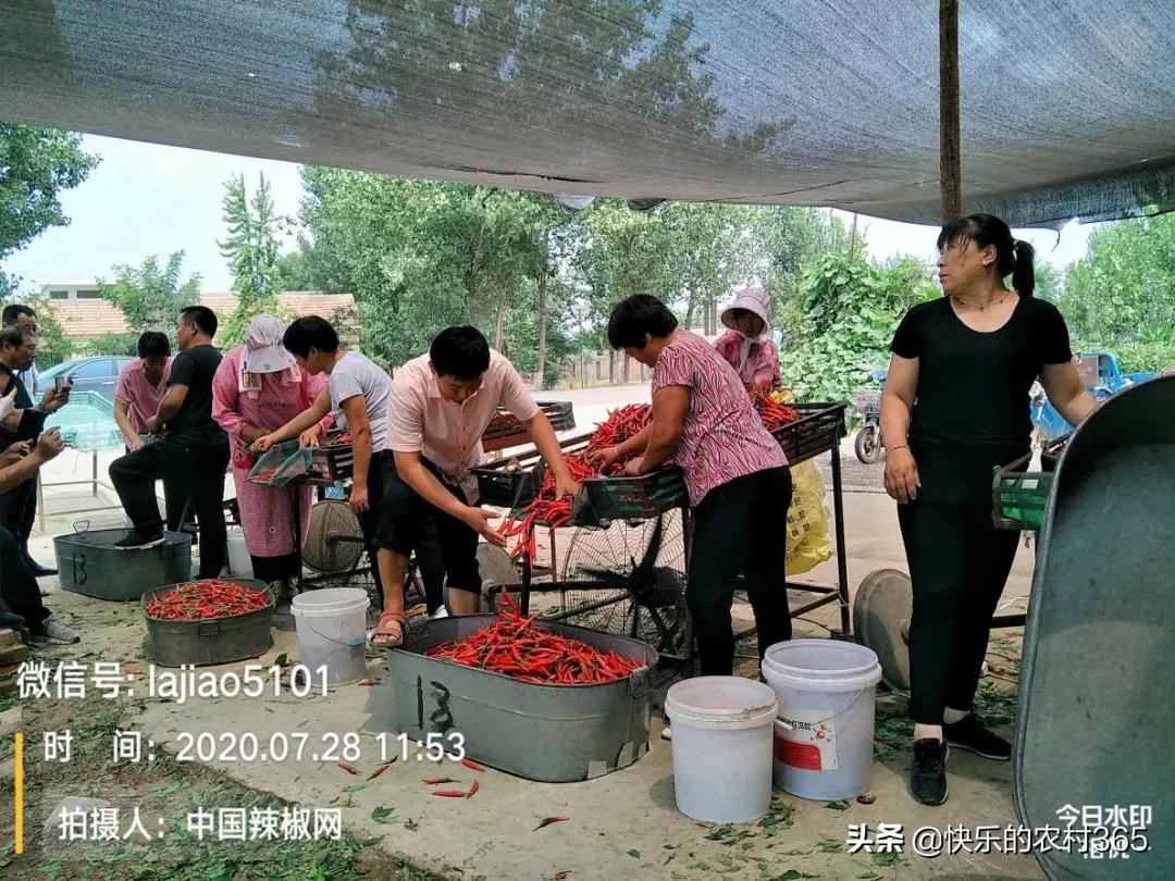天宇辣椒最新售价揭秘，市场走势分析与选购指南