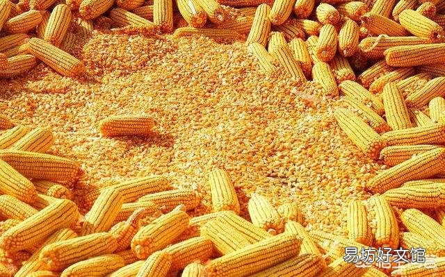 内蒙古玉米最新价格及巷弄深处的玉米香