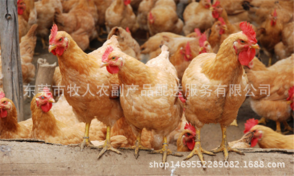 广东三黄鸡价格行情解析与趋势分析
