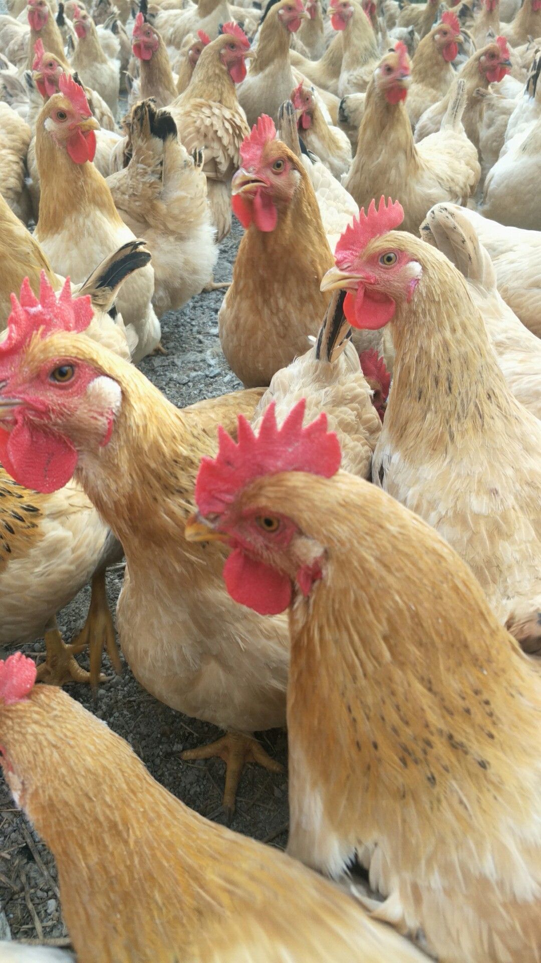 广东三黄鸡价格行情解析与趋势分析