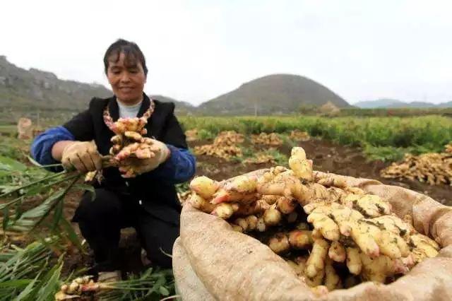 生姜市场趋势分析，新姜的丰收季节与几月份大量上市探讨