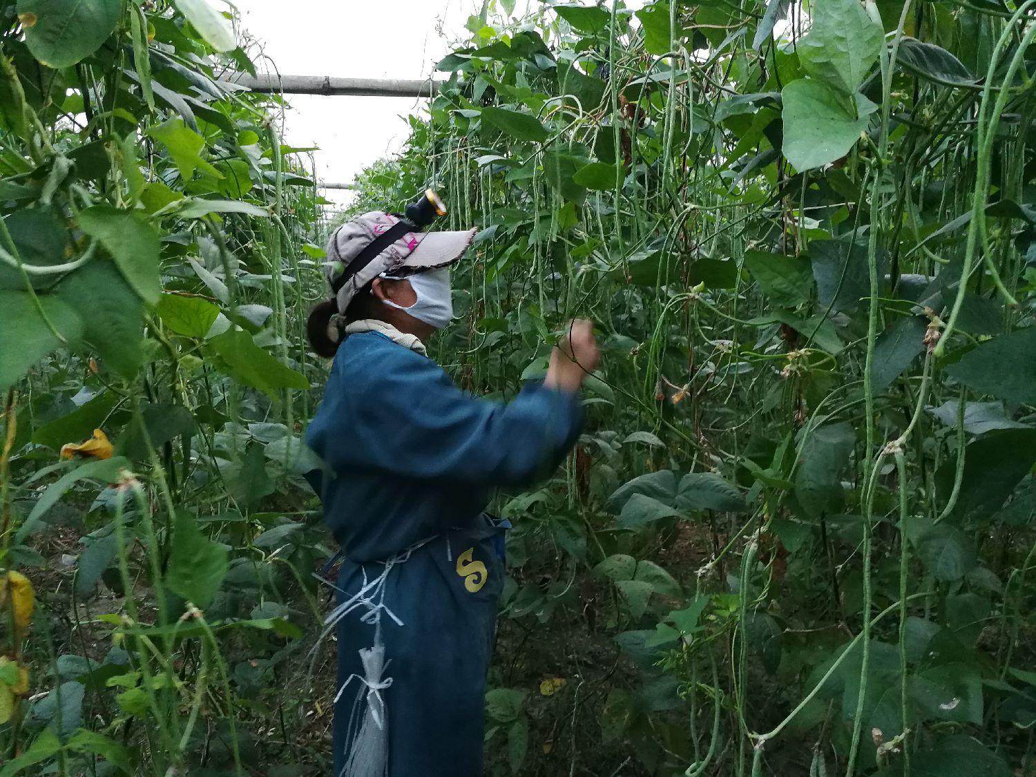 长豆角最新市场价格概览，最新市场价格指南