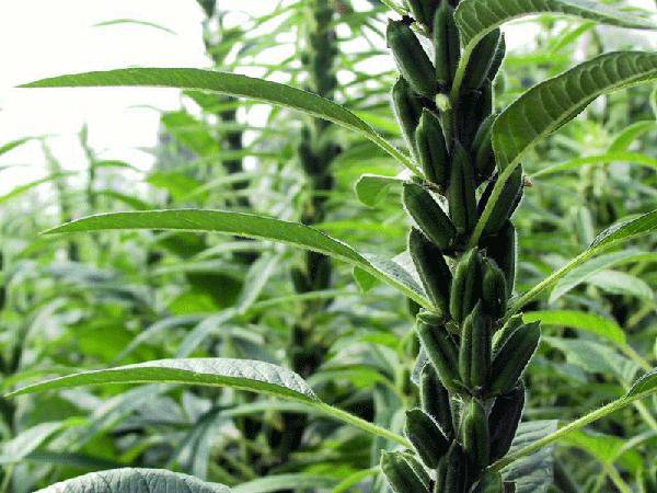 芝麻最新价格获取指南，快速了解芝麻市场行情与价格动态