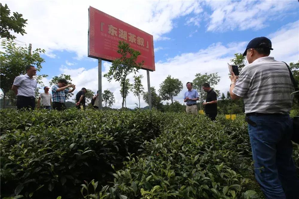 利川红茶价格深度解析，市场趋势与影响因素探讨