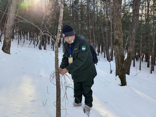 珲春虎豹公园最新动态,珲春虎豹公园最新动态，科技与自然共舞，打造全新生态体验