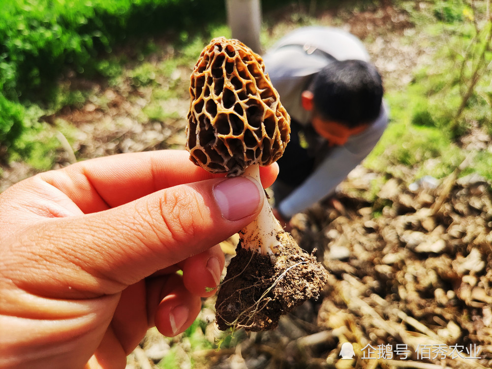 羊肚菌价格探寻之旅，踏足宁静的内心之旅