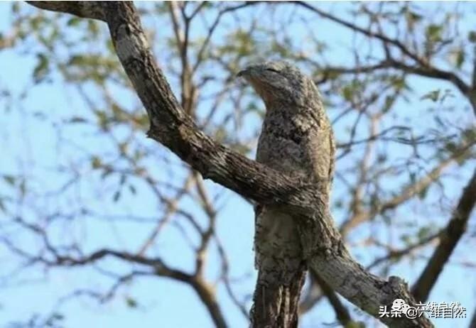 最新动物模拟，探索自然界的奥秘与神秘面纱