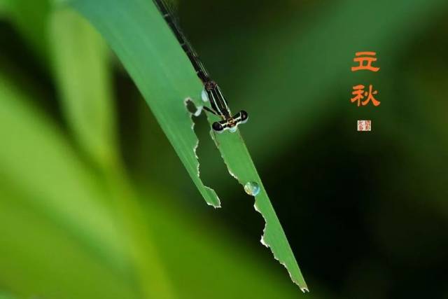 科技与艺术融合，最新屏保图片重塑视界体验