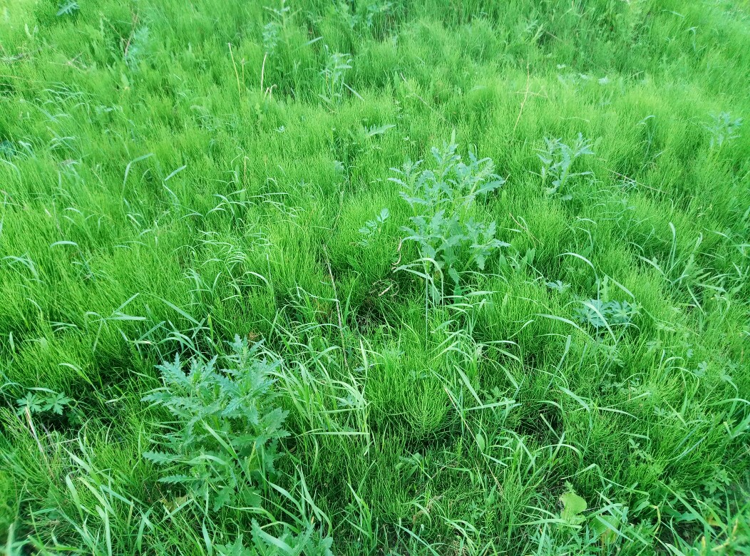 探索青春的秘密武器，最新青春草揭秘