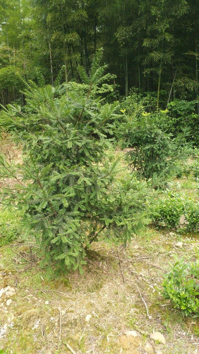 南岸茶园新区最新规划,南岸茶园新区最新规划步骤指南（初学者/进阶用户适用）